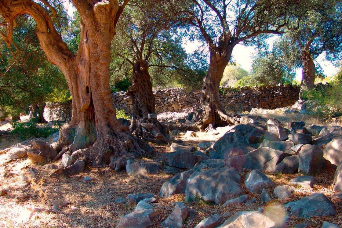 Lun Olive Groves